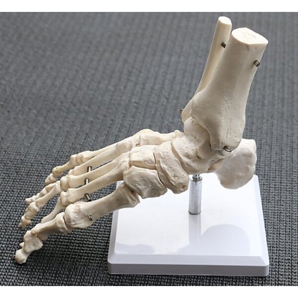 Life Size Foot Joint Anatomical Model Skeleton | Health & Education