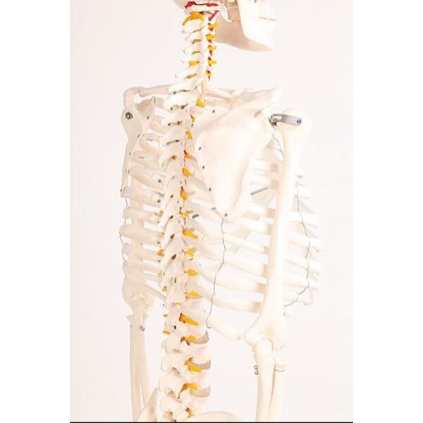 Anatomical Human Body Skeleton Model 180cm | Health & Education